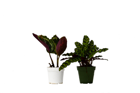 2 Calathea Plants Variety Pack in 4" Pots