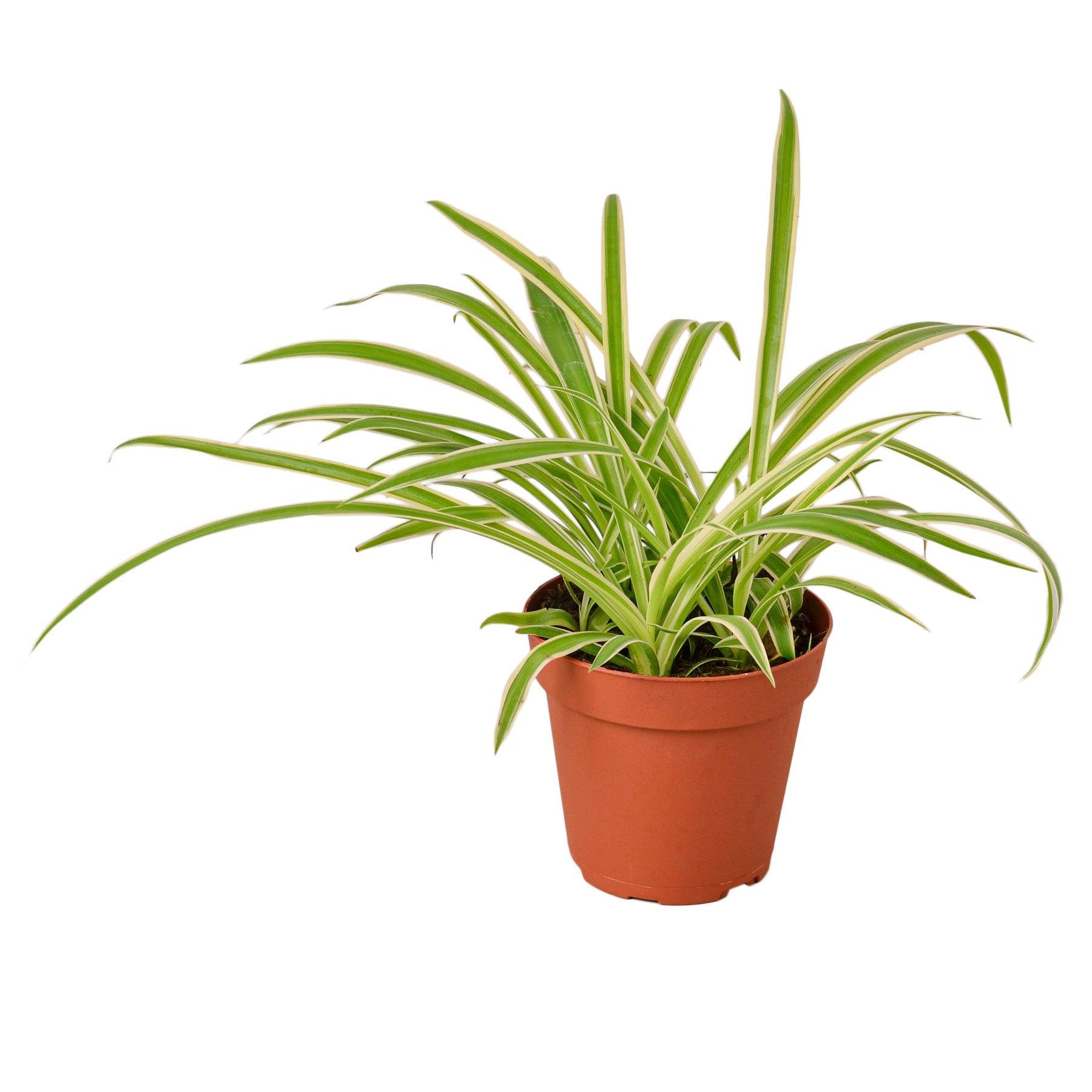 Spider Plant Reverse - 4