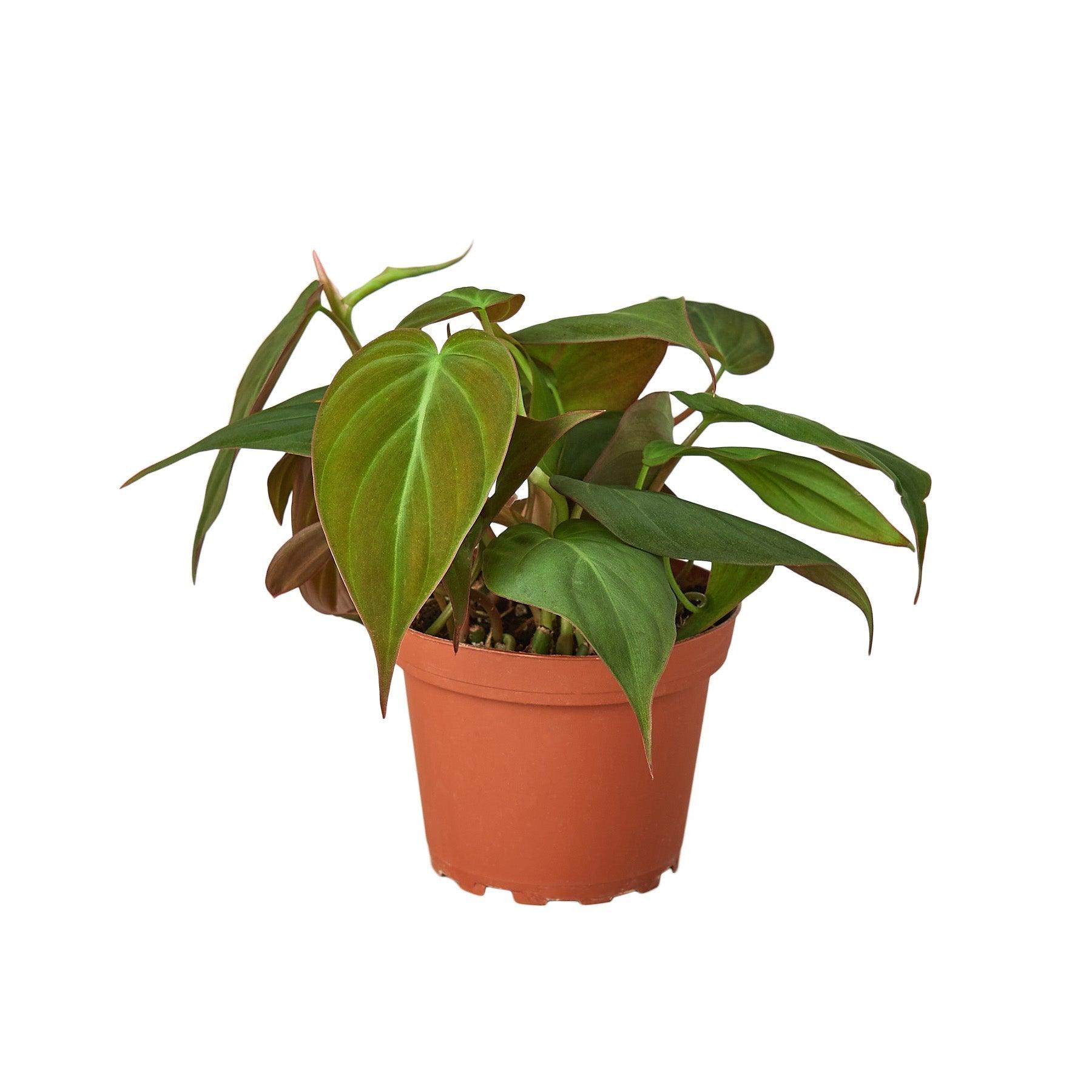 Philodendron 'Velvet' - 4