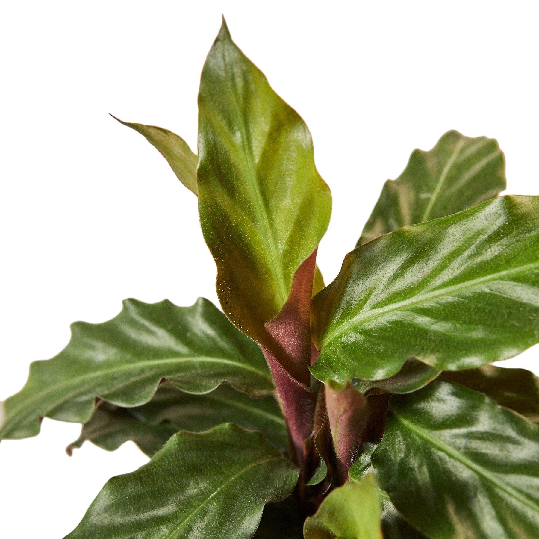 Calathea Rufibarba 'Furry Feather' - 4