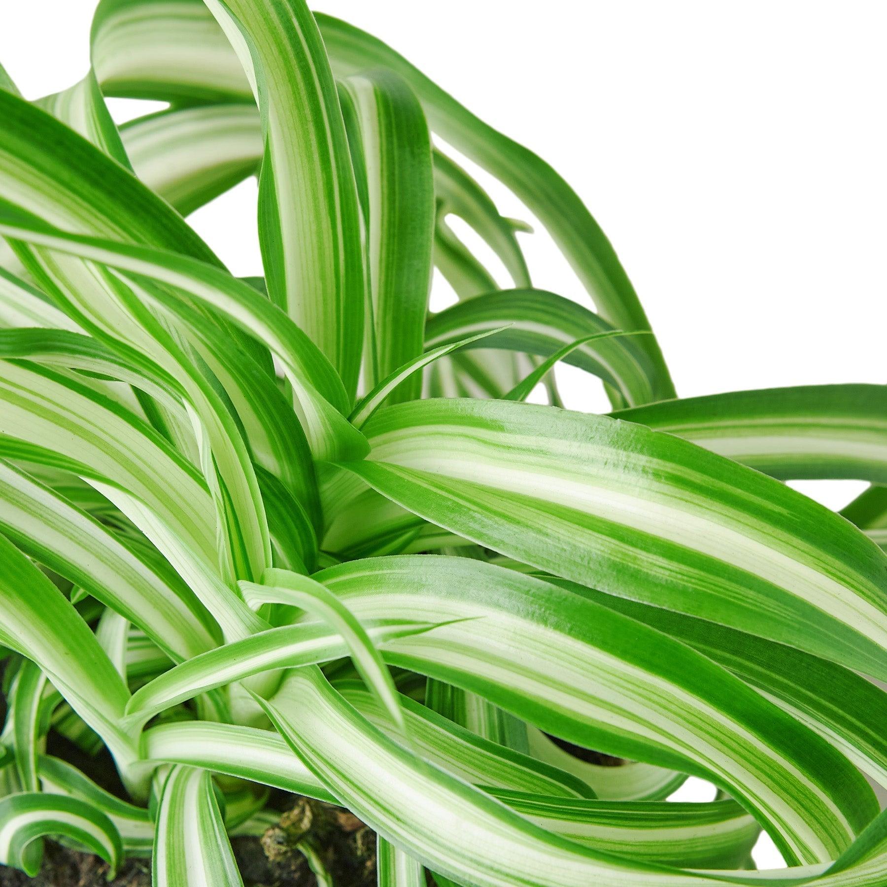 Spider Plant 'Bonnie' - 4