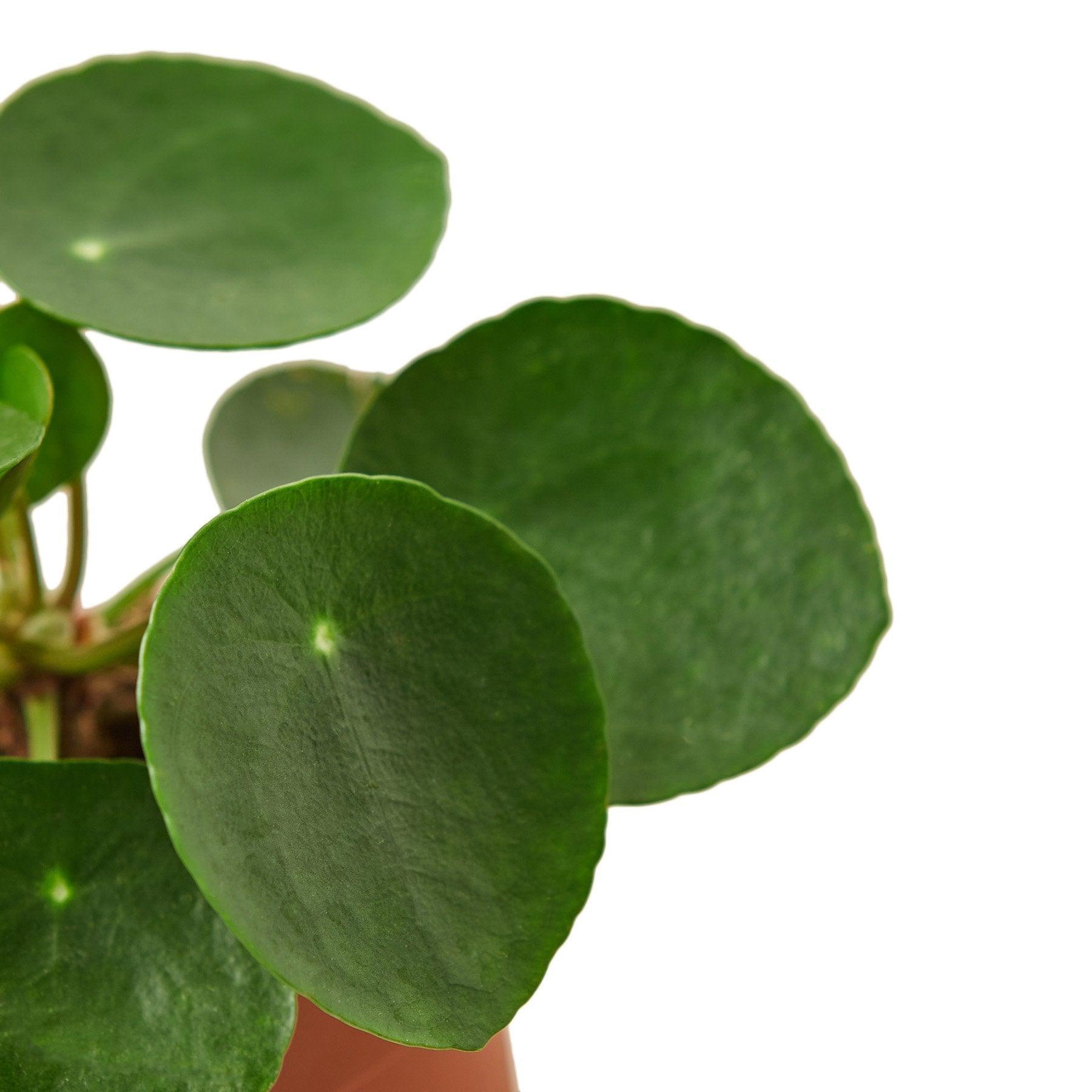 Pilea Peperomioides 'Chinese Money' - 6