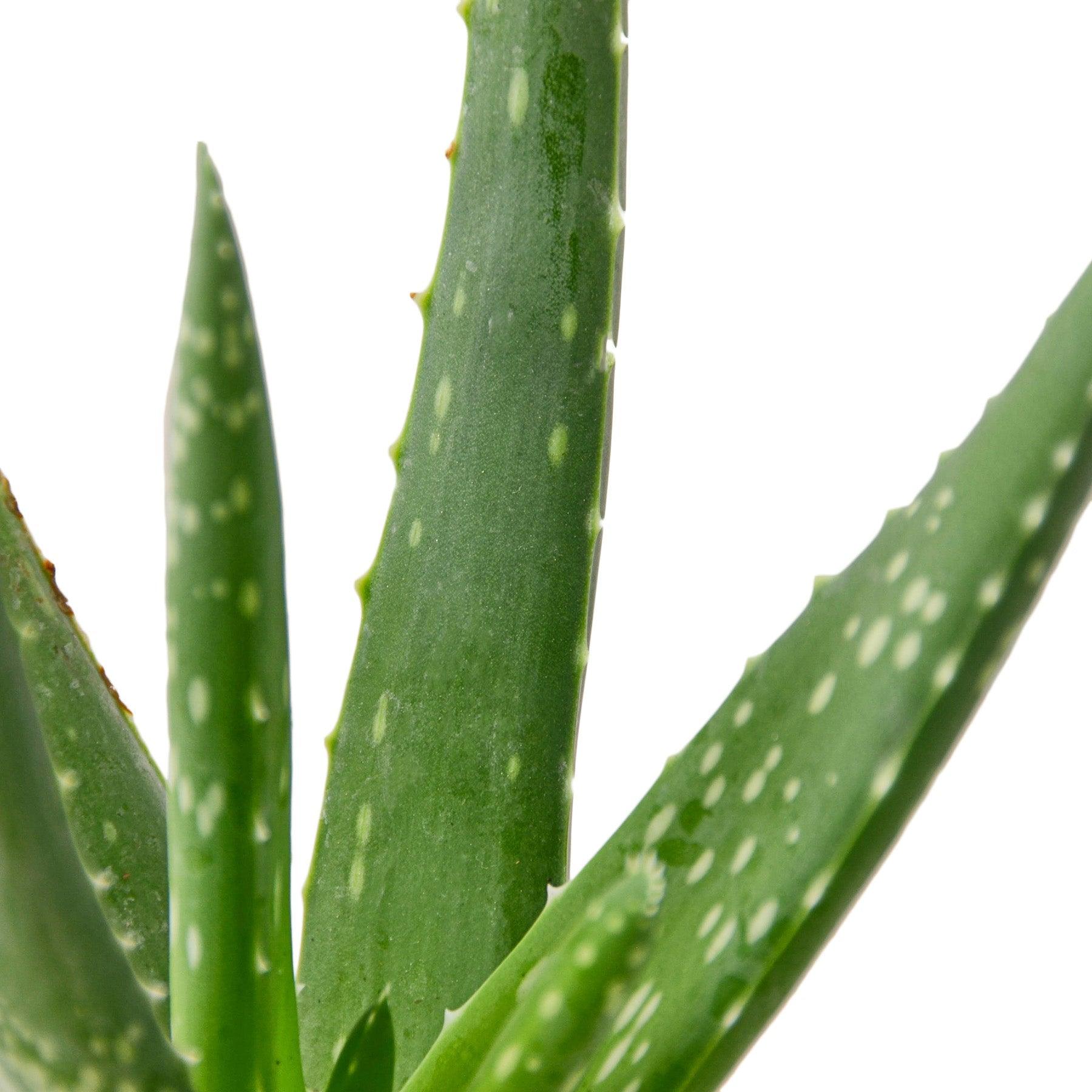 Aloe Vera - 4