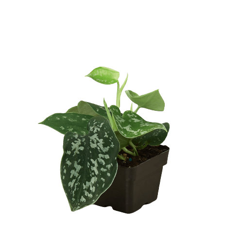 Pothos 'Satin'