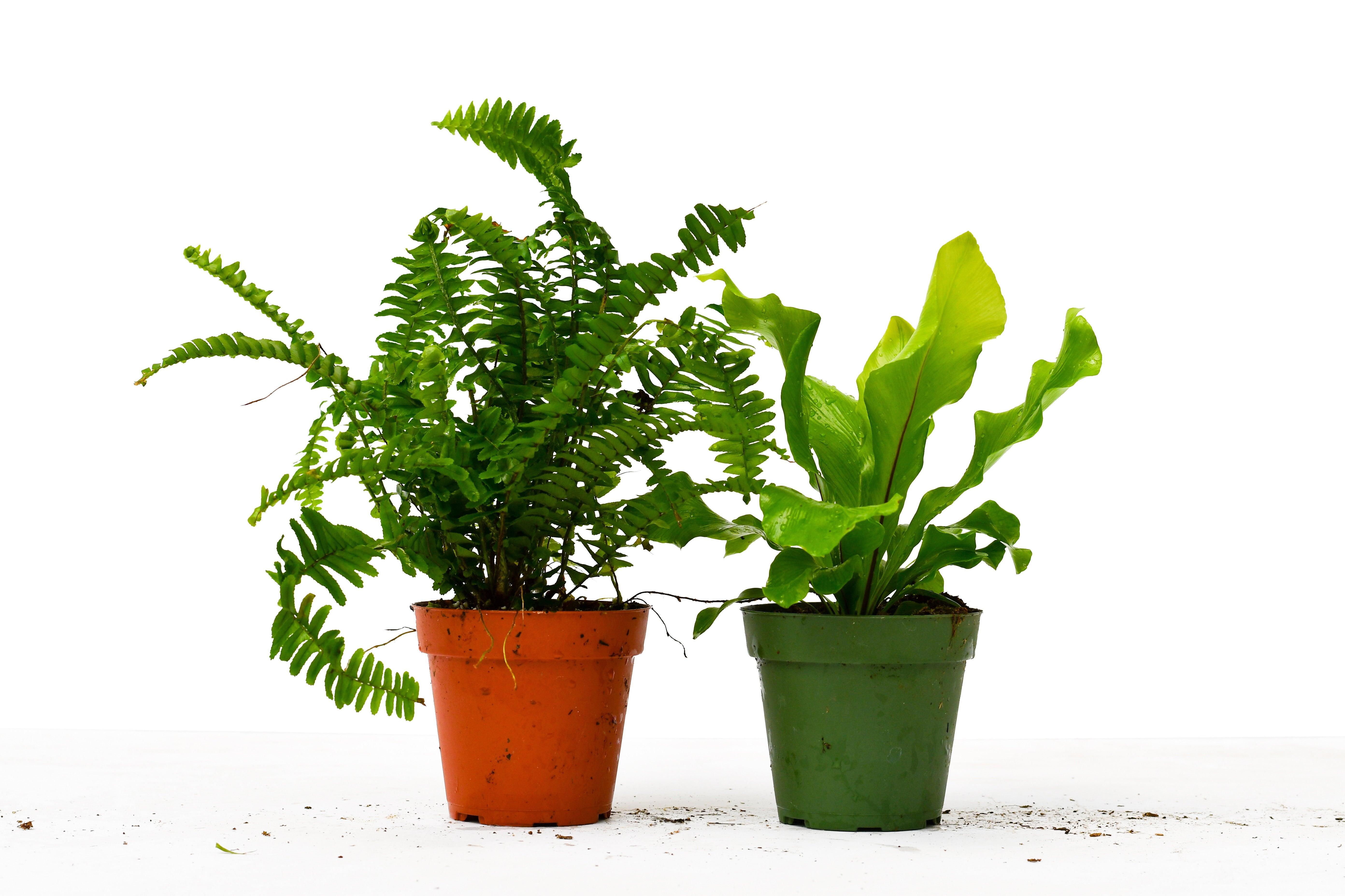 2 Fern Variety Pack - 4