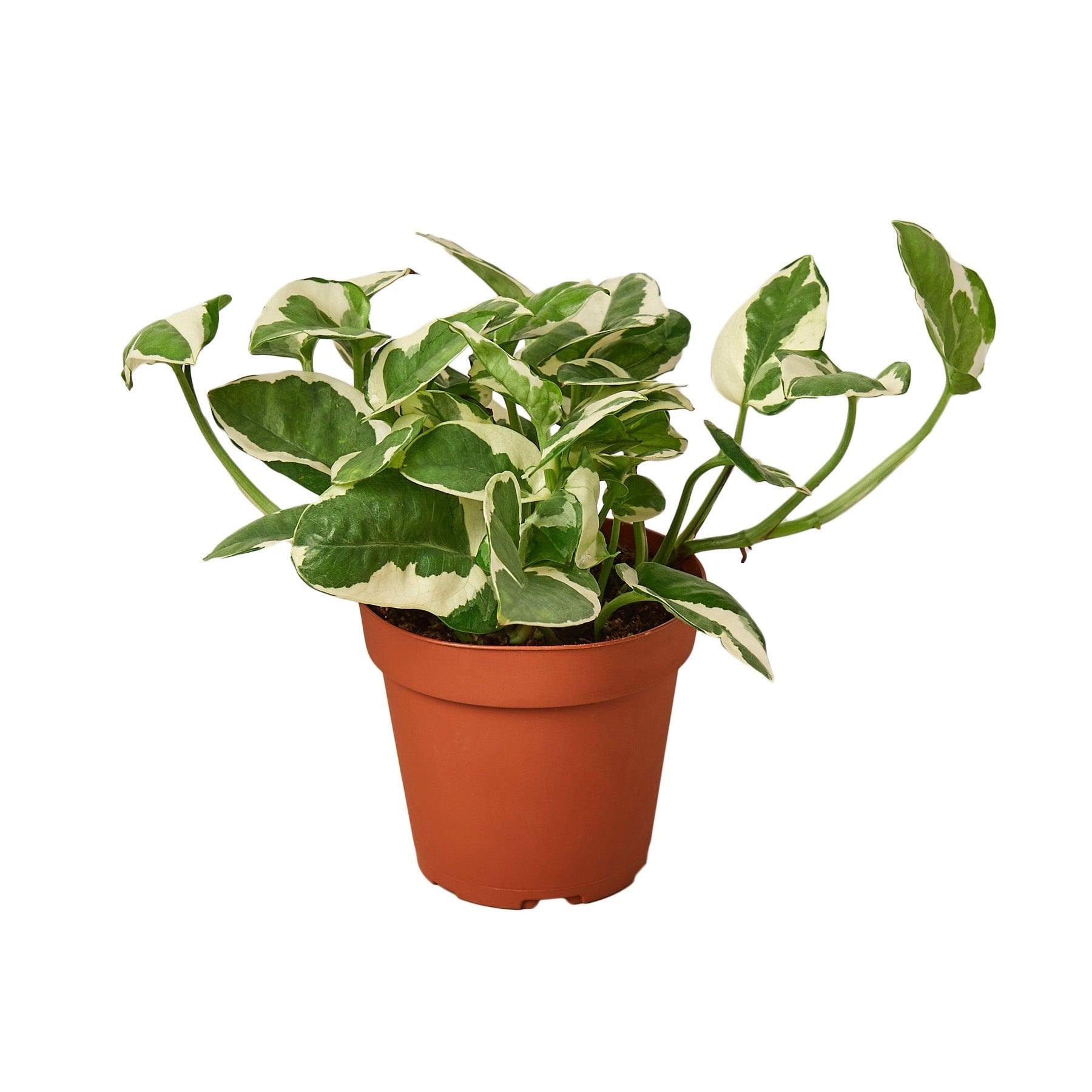 2 Pothos Variety Pack - 4