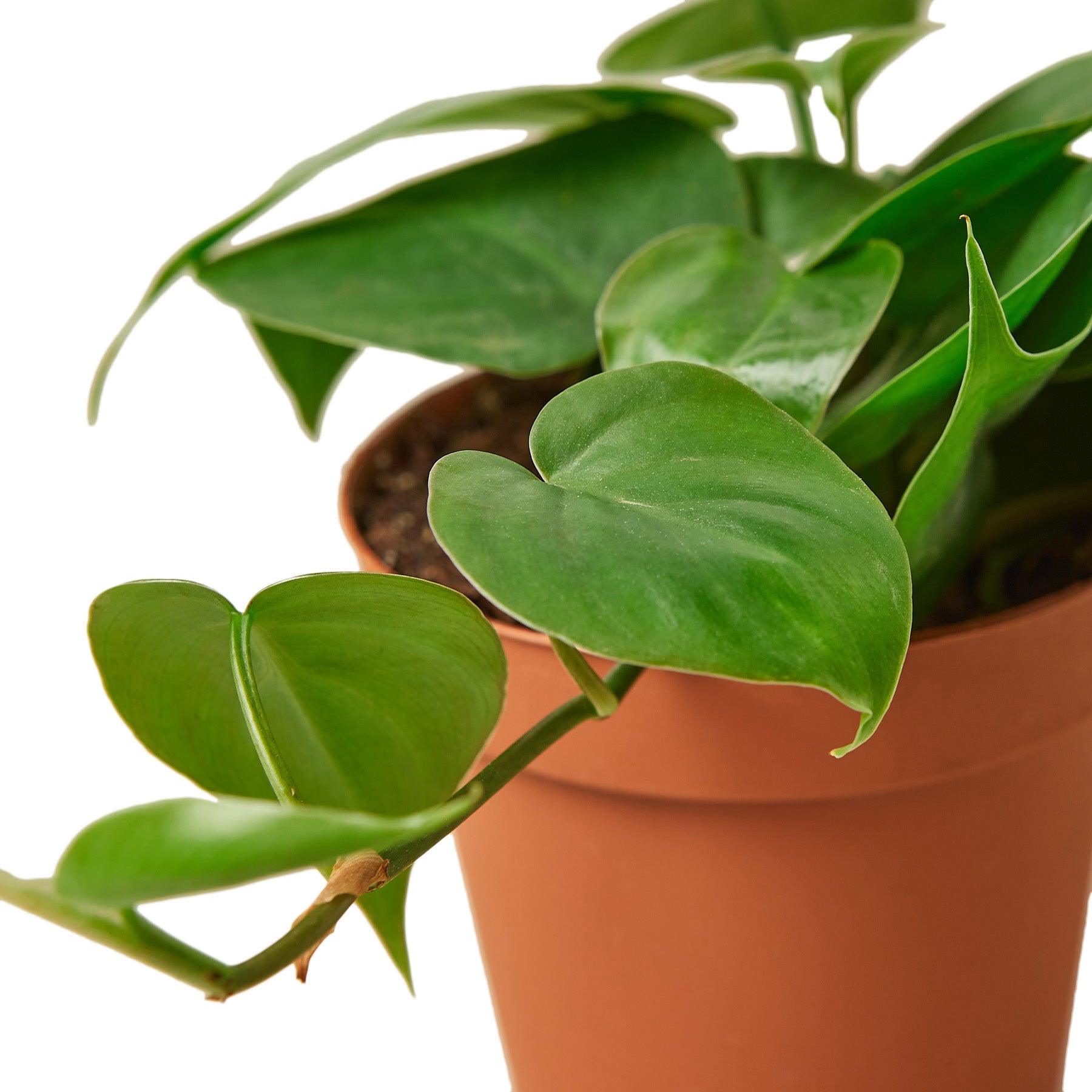 Philodendron Cordatum Heartleaf - 4