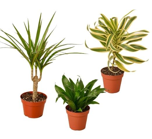 3 Different Dracaenas Variety Pack - 4