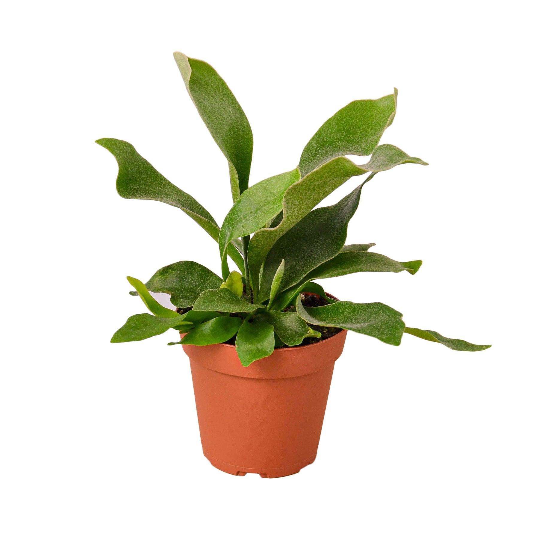 Staghorn Fern - 4