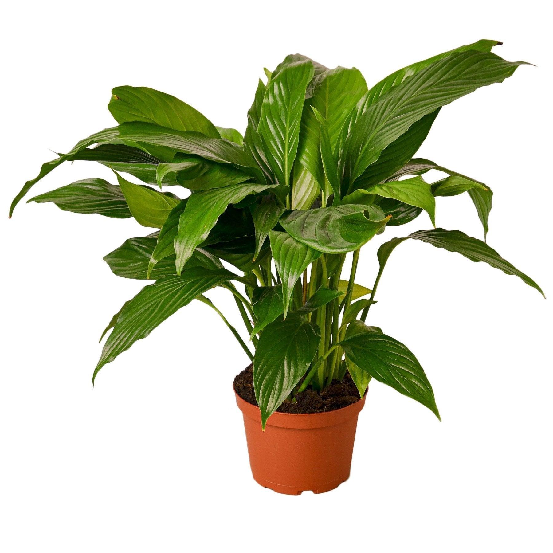 Spathiphyllum 'Peace Lily' - 6