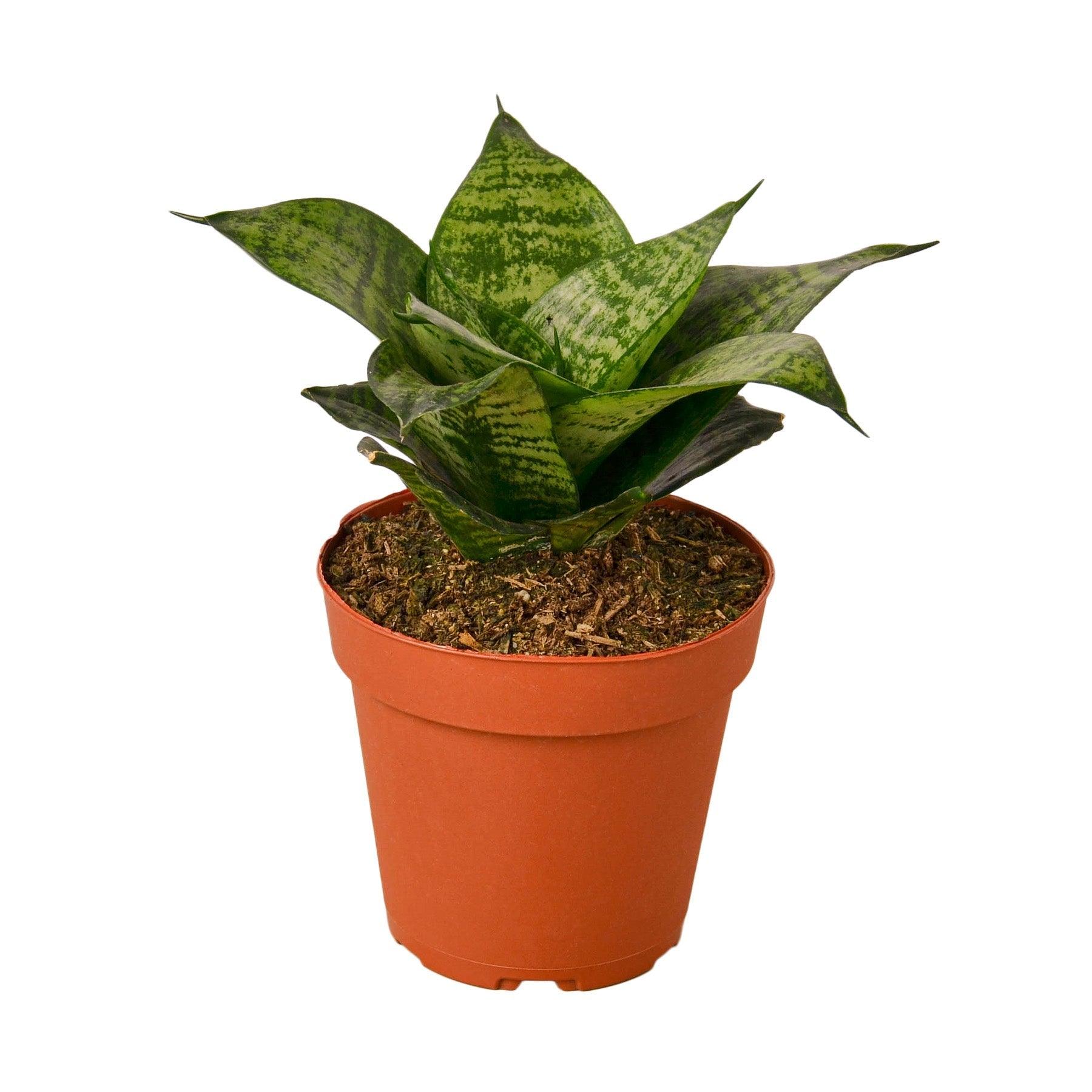 Snake Plant Black Robusta - 4