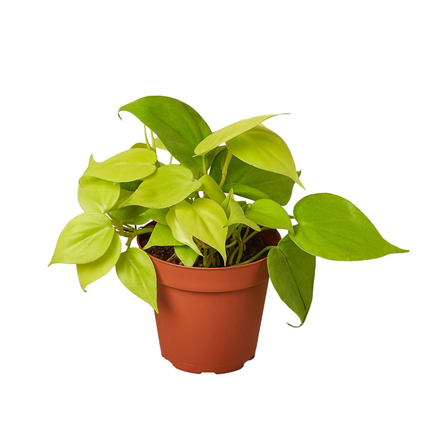 Philodendron 'Neon' - 6" Pot - NURSERY POT ONLY