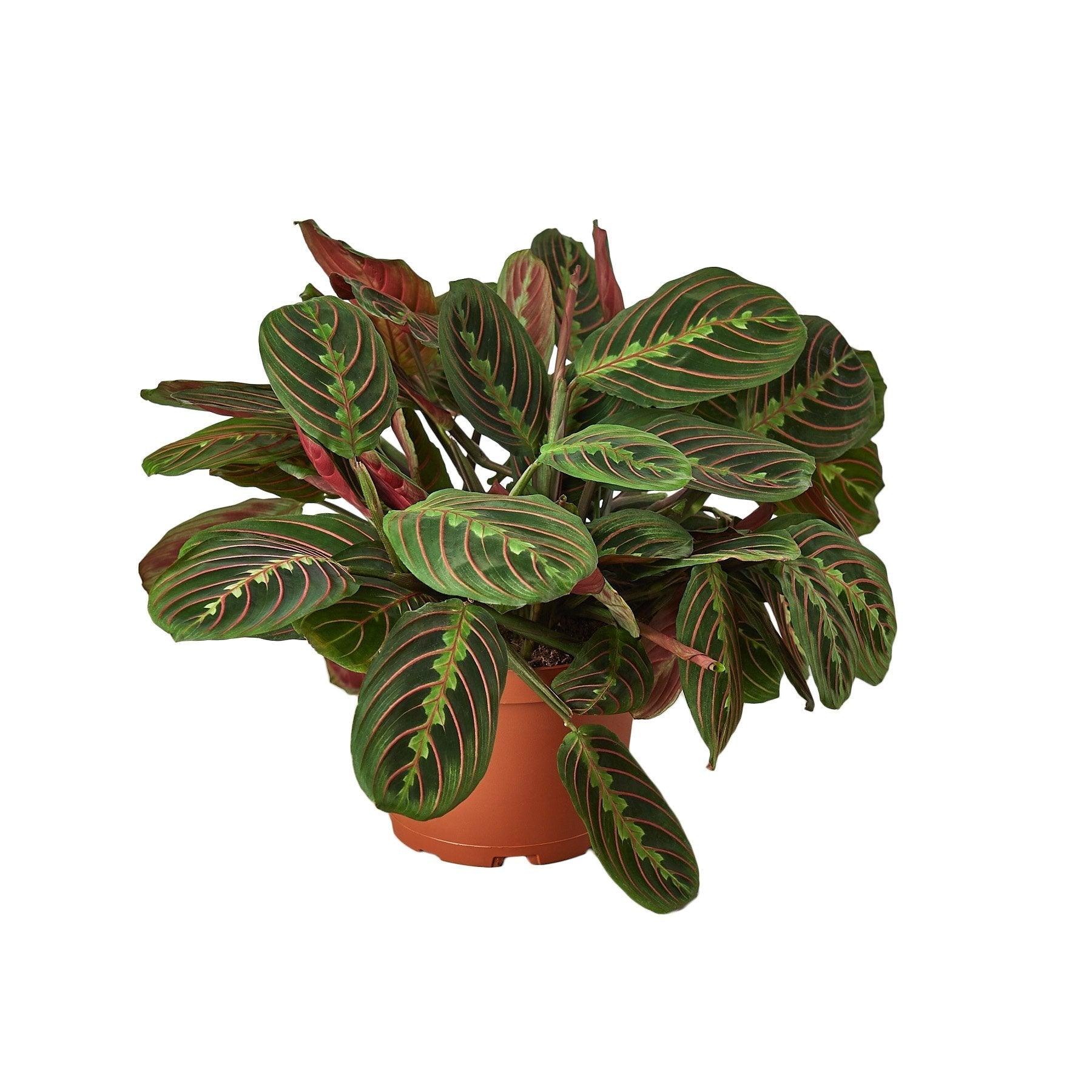 Maranta Red Prayer - 6