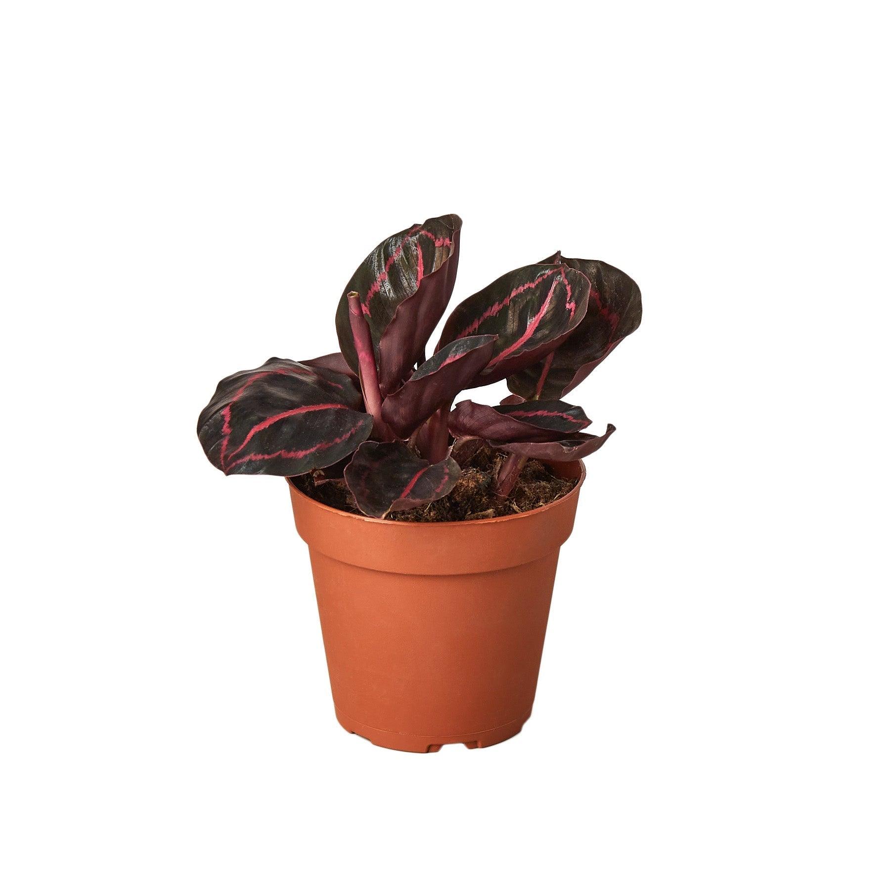 Calathea 'Dottie' - 4