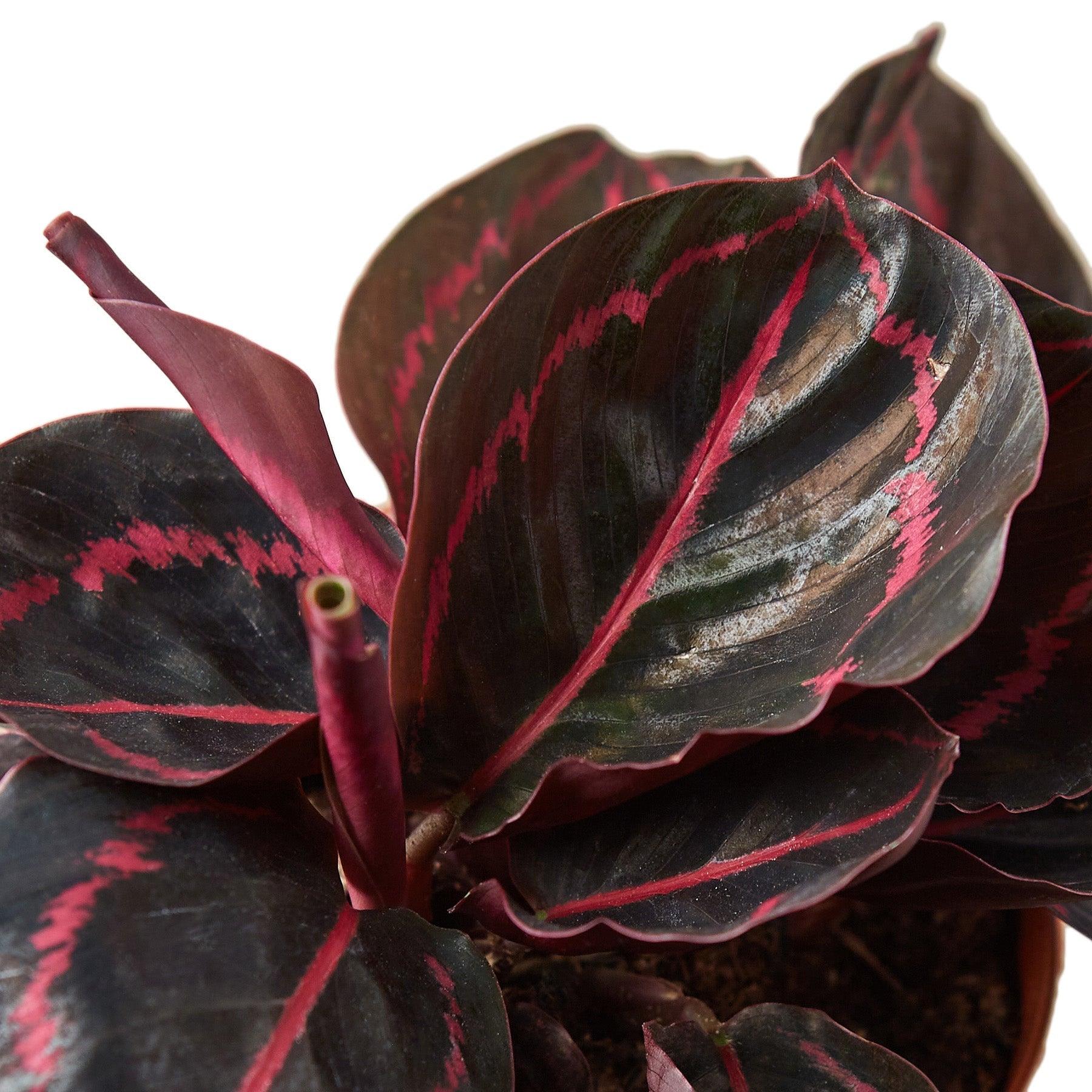 Calathea 'Dottie' - 4