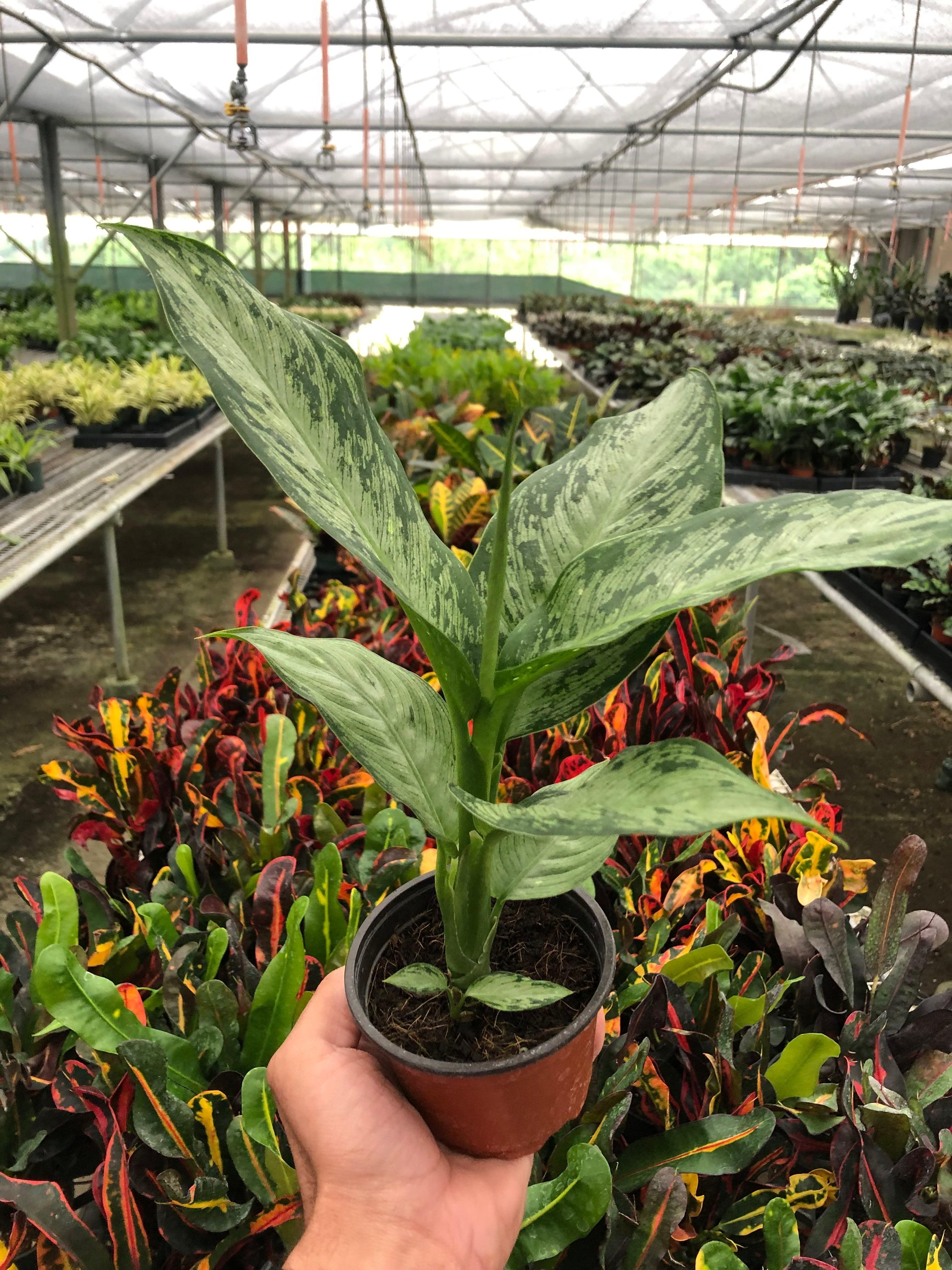 Dieffenbachia 'Memoria Corsii'