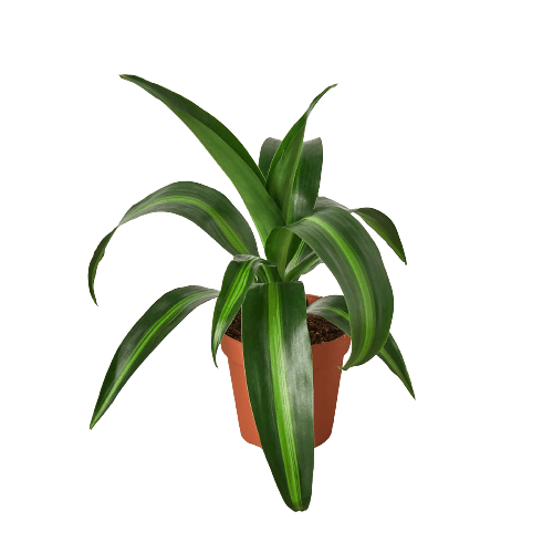 Dracaena 'Massangeana' - 4