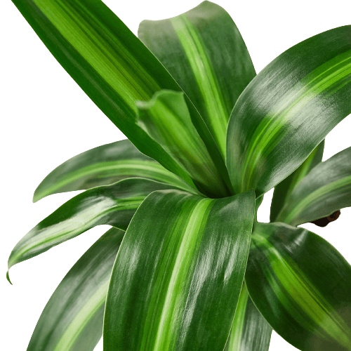 Dracaena 'Massangeana' - 4