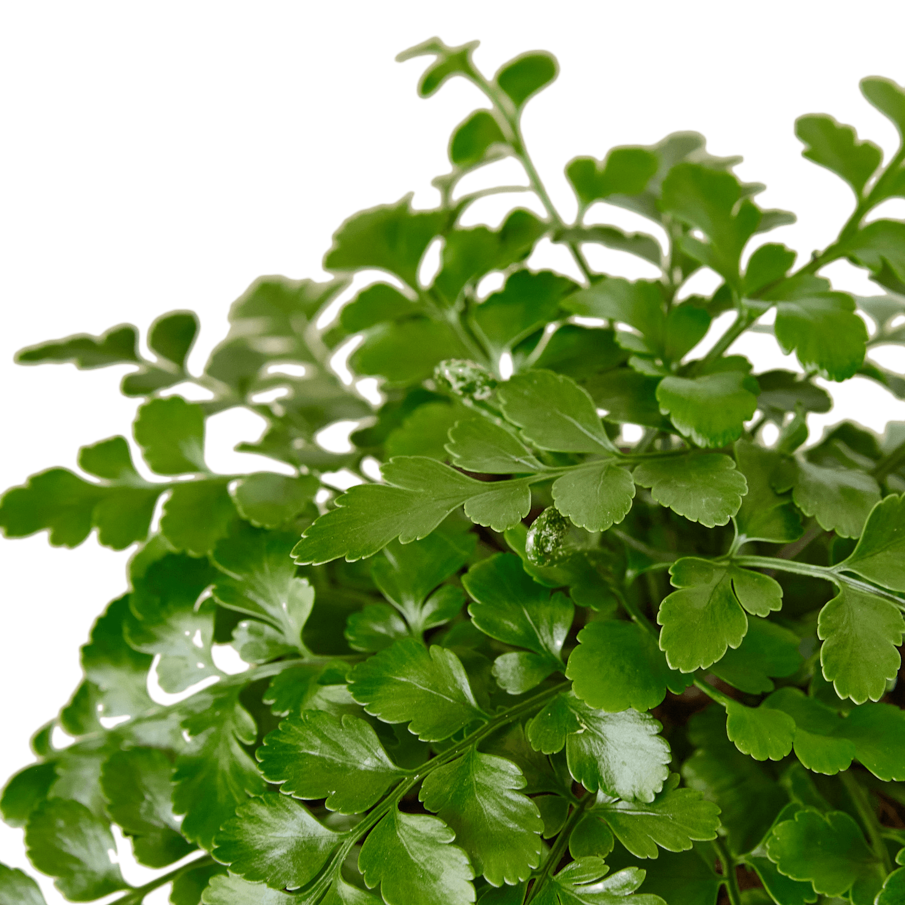 Austral Gem Fern - 4