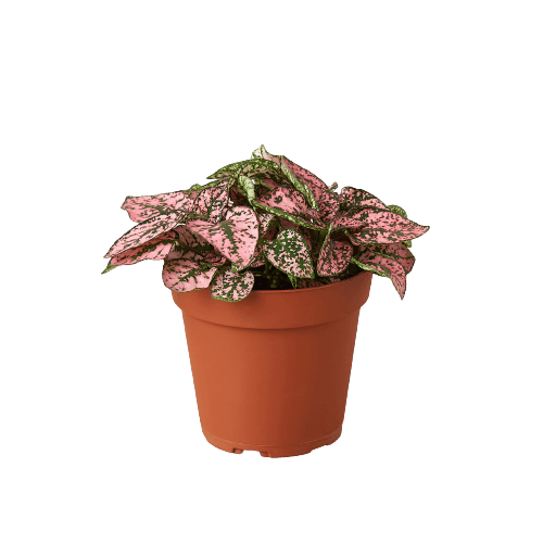 Hypoestes 'Polka Dot'