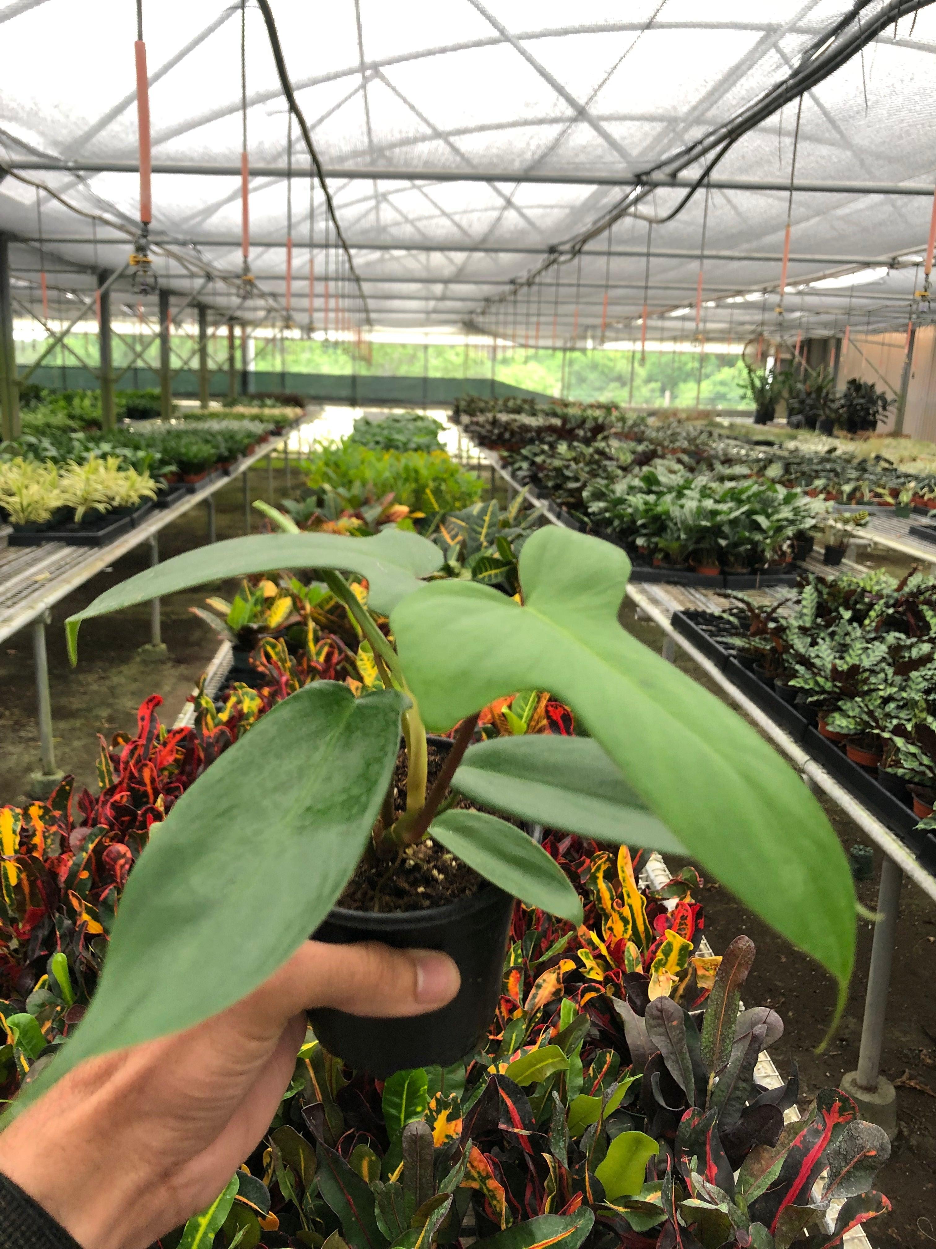 Philodendron 'Florida Green'