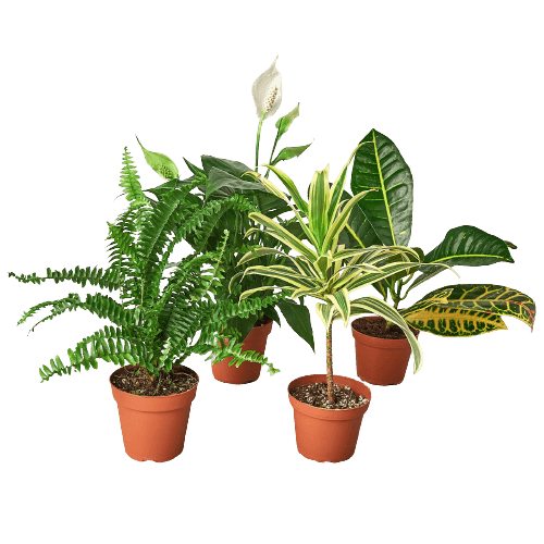 Air Purifying Variety Bundle