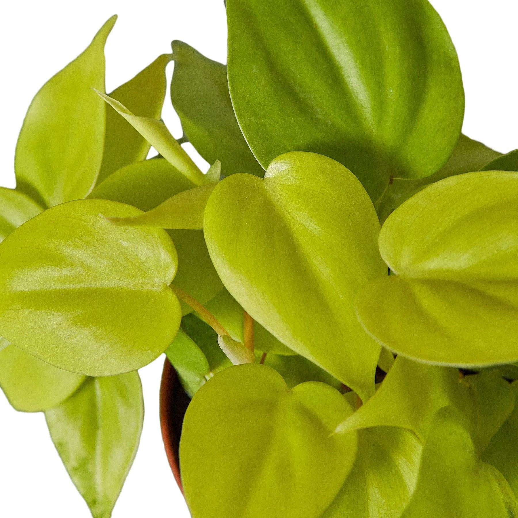 Philodendron 'Neon' - 4