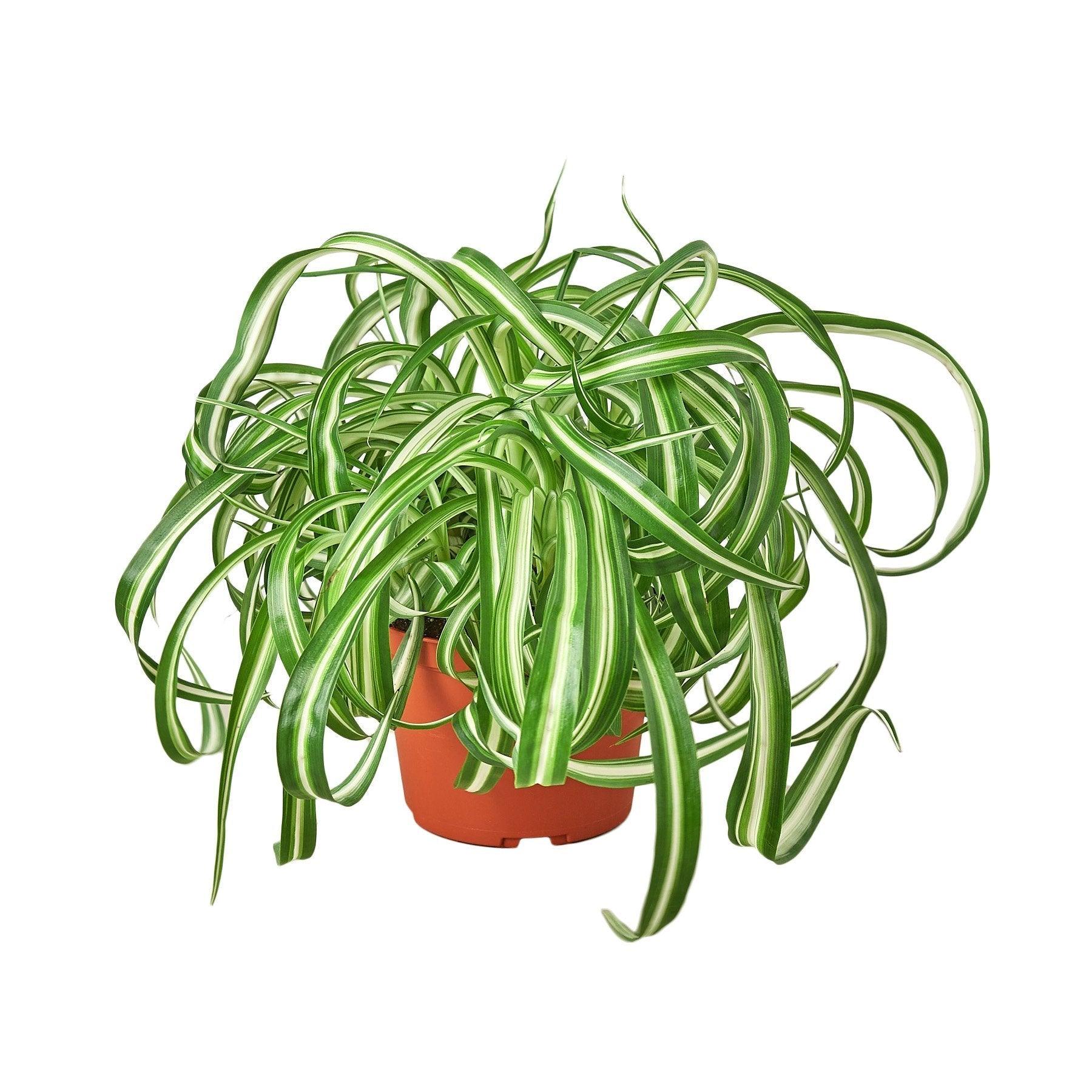 Spider Plant 'Bonnie' - 4