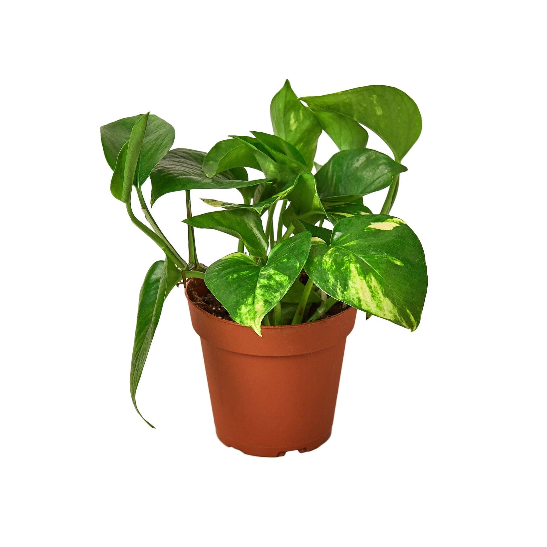 2 Pothos Variety Pack - 4