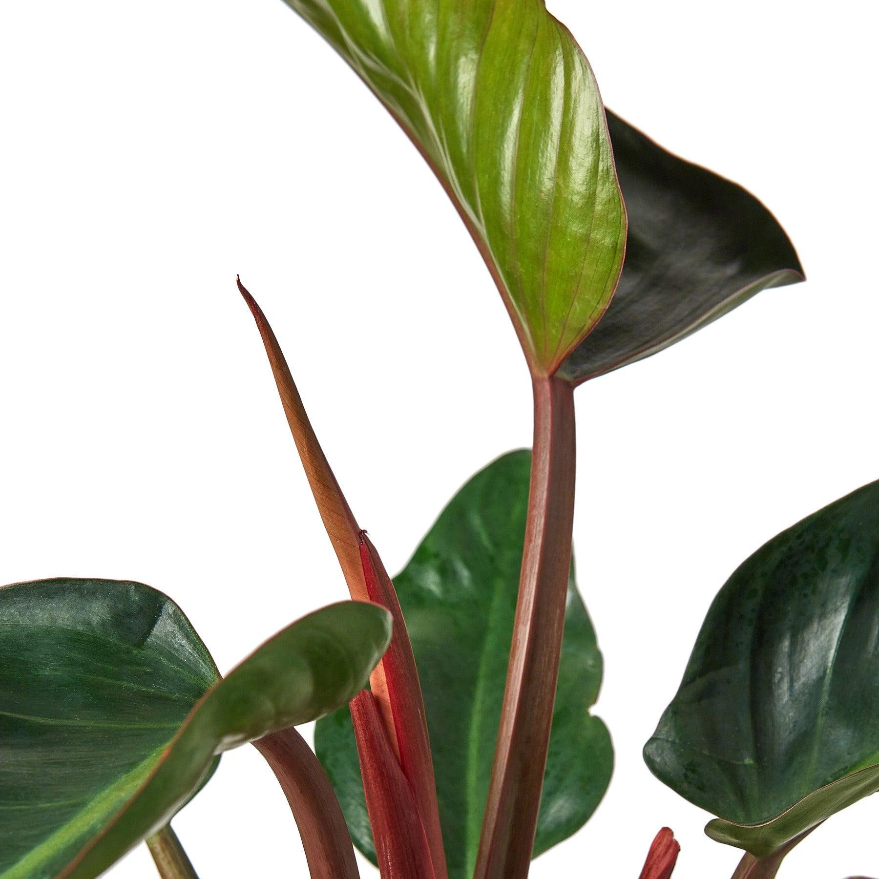 Philodendron 'Congo Rojo' - 6