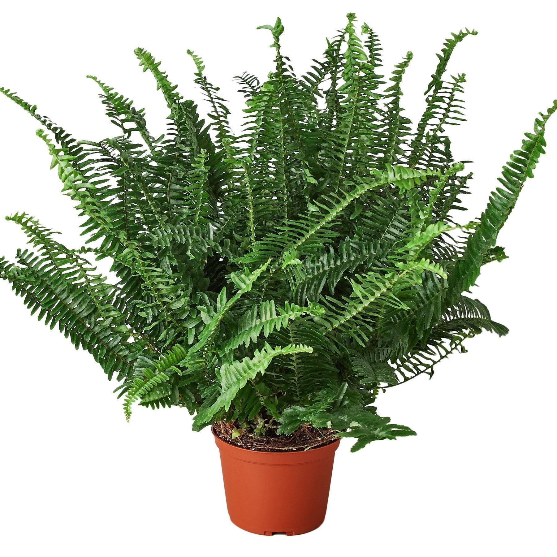 Jester's Crown Fern - 6