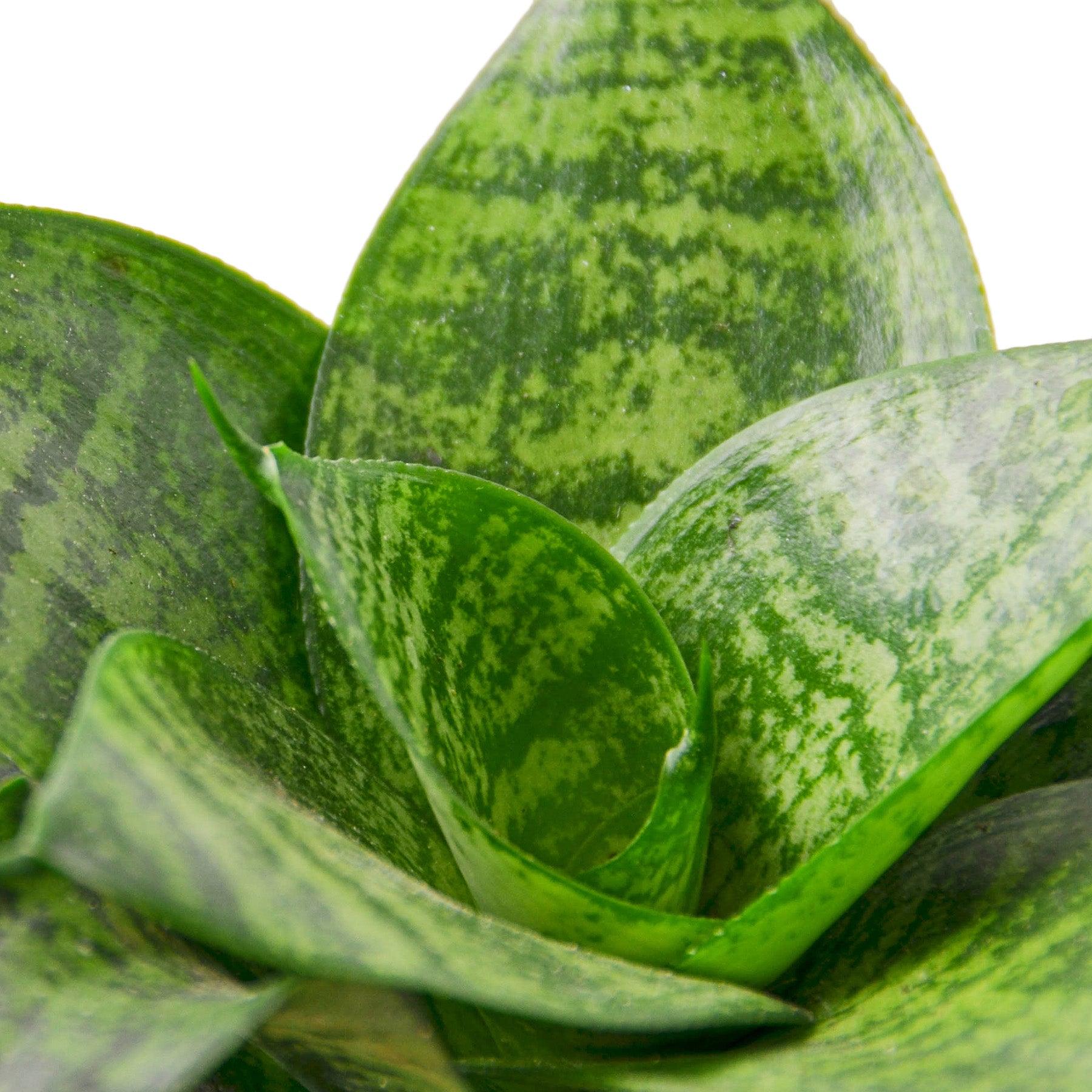 Snake Plant Black Robusta - 4