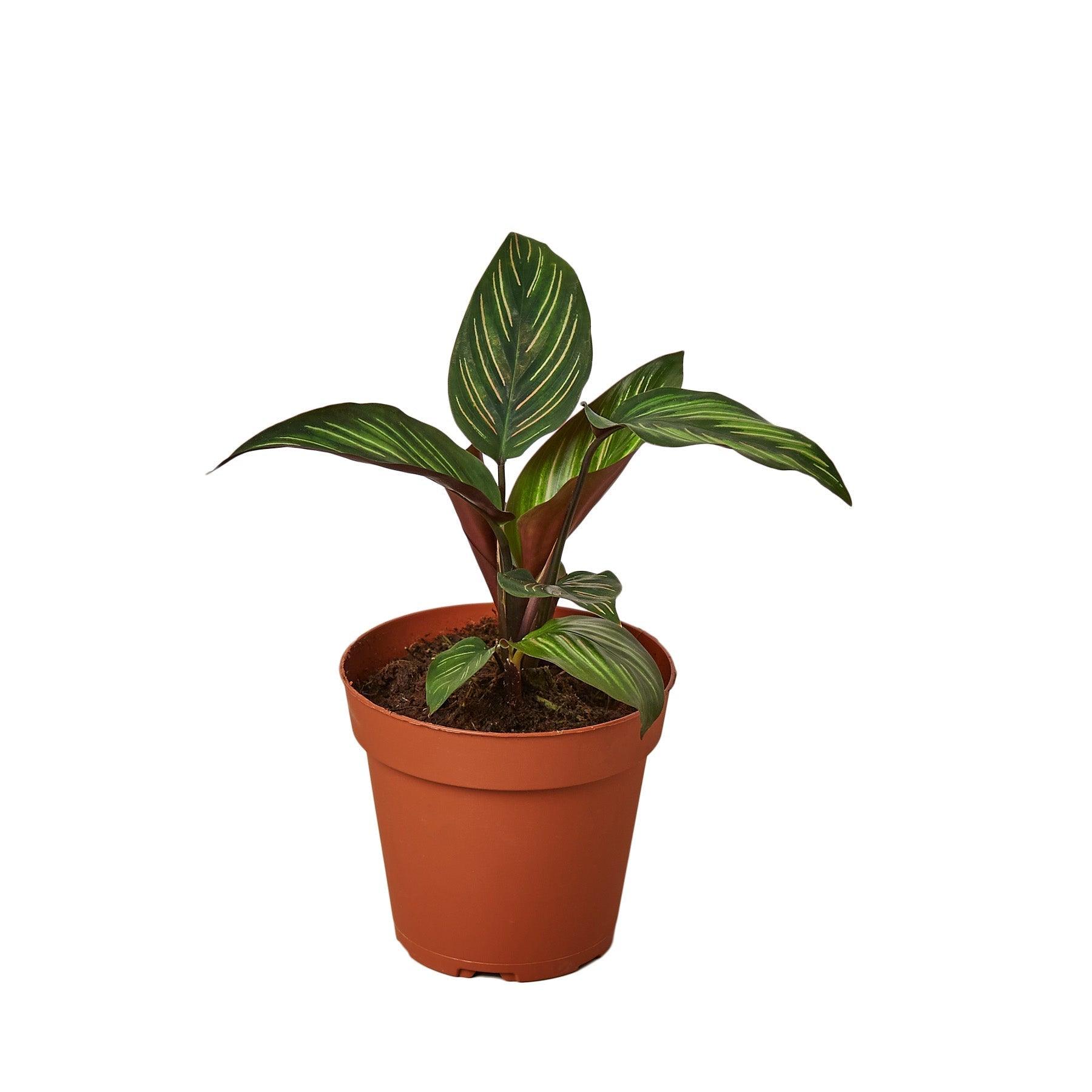 Calathea 'Beauty Star' - 4