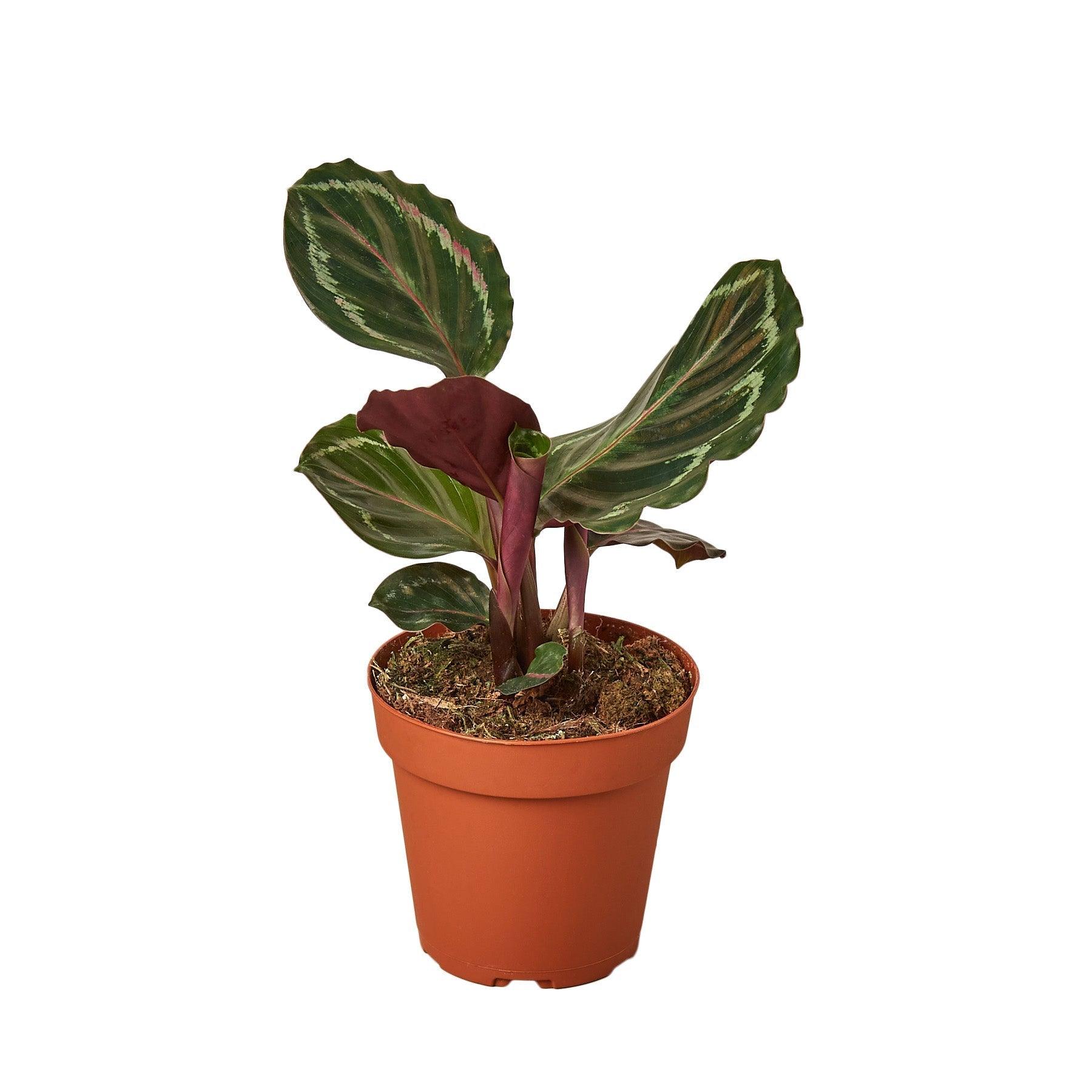 Calathea Roseopicta 'Medallion' - 6