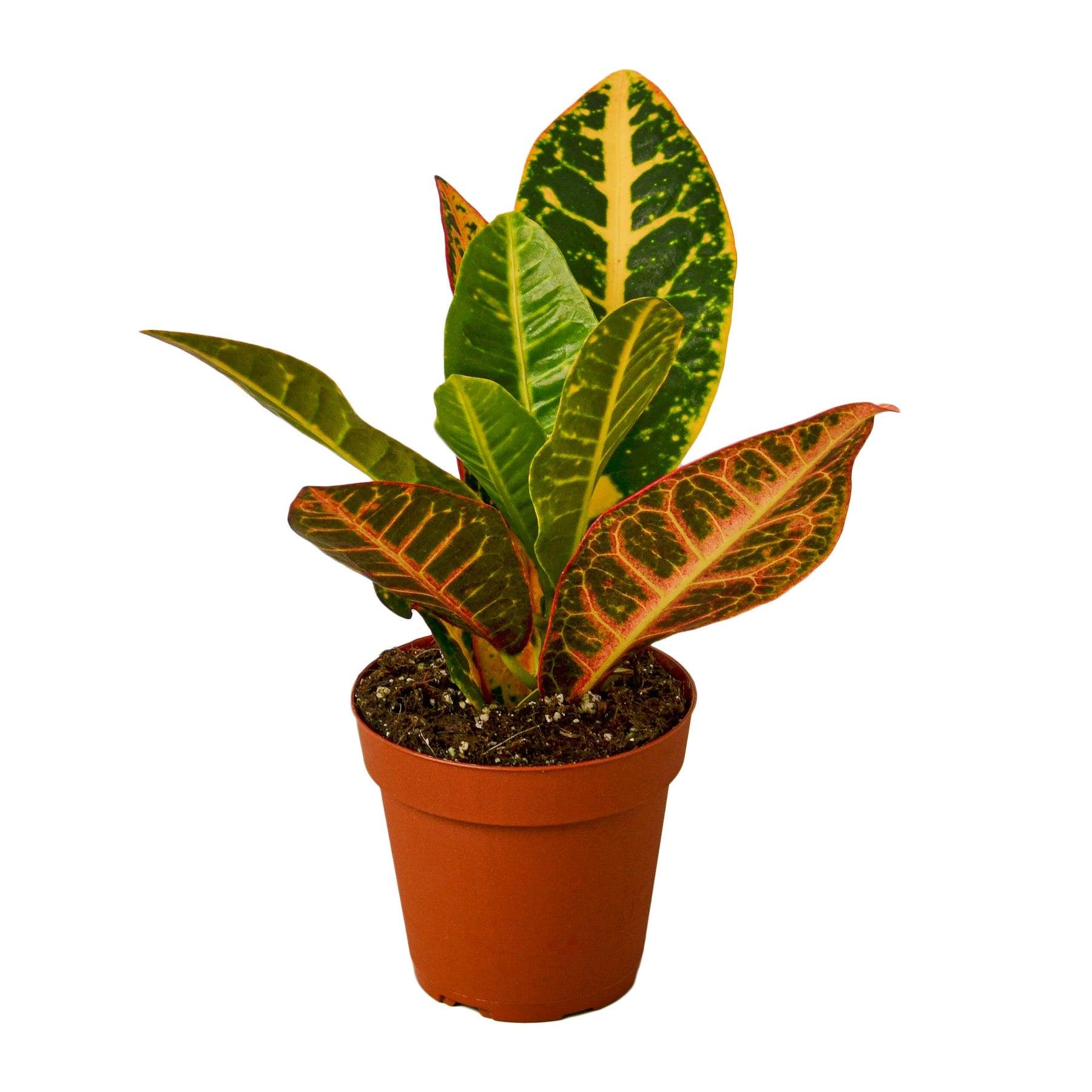 2 Croton Variety Pack - 4