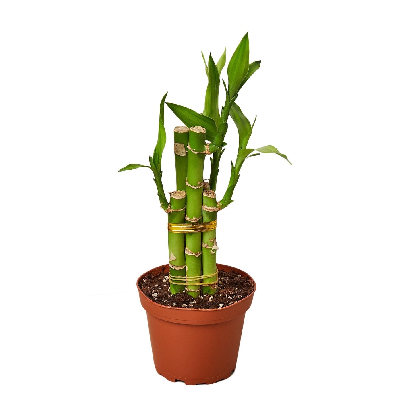 Dracaena 'Lucky Bamboo' - 4" Pot - NURSERY POT ONLY