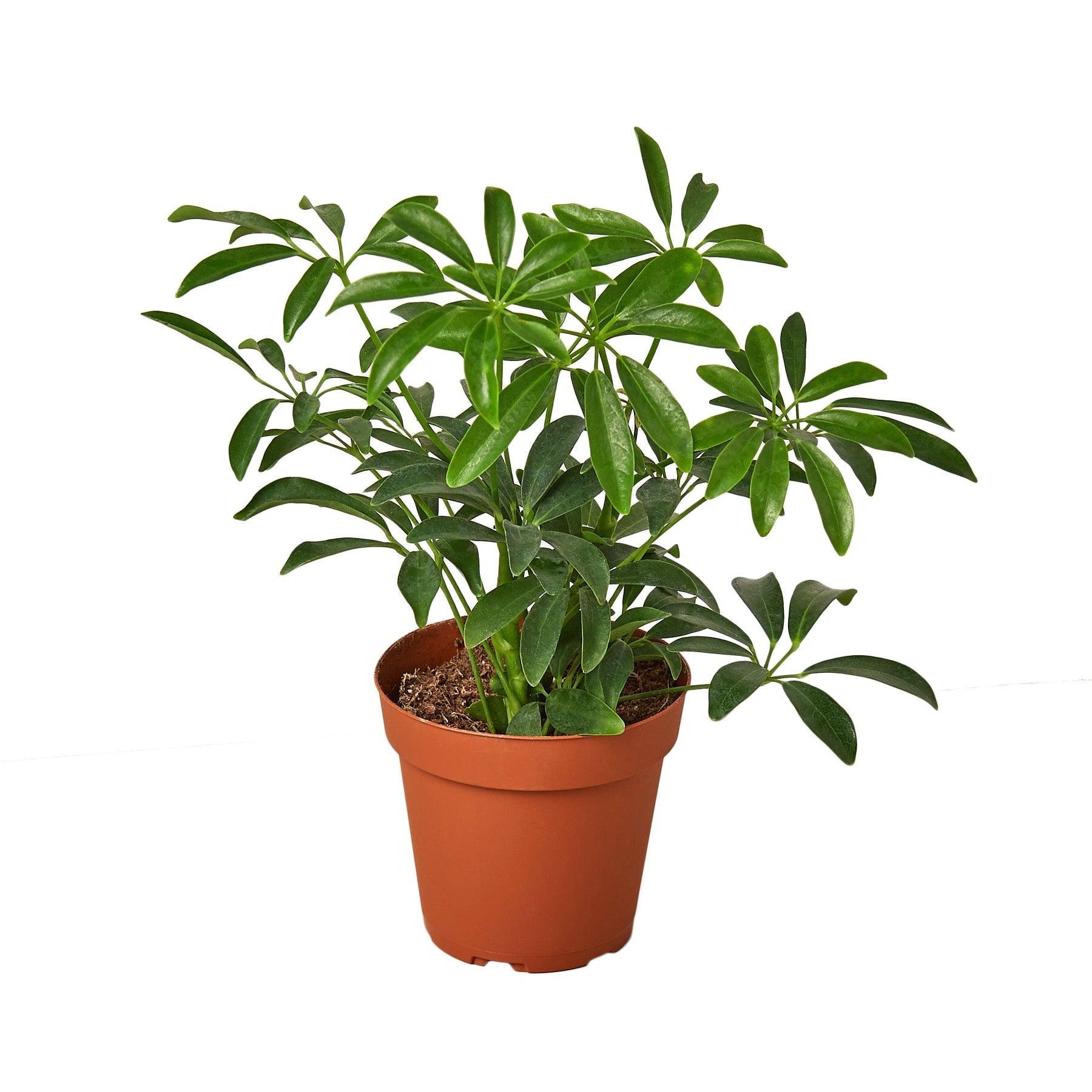 Schefflera Arboricola 'Umbrella' - 4