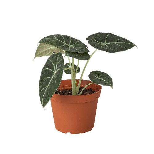 Alocasia Reginula 'Black Velvet' - 6