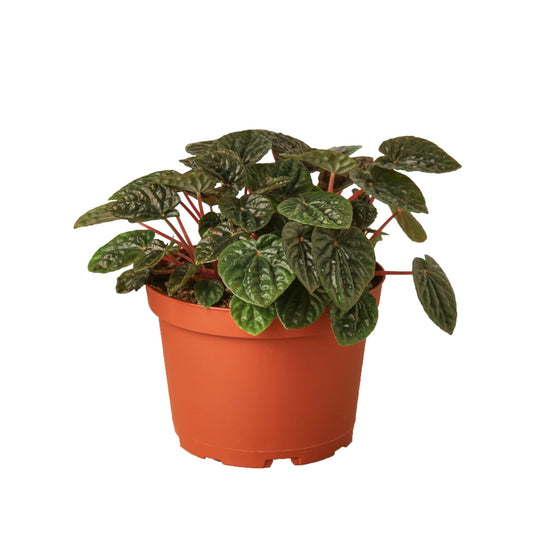 Peperomia 'Ripple Red' - 6" Pot - NURSERY POT ONLY