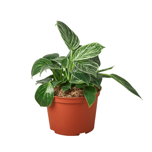 Philodendron 'Birkin' - 6