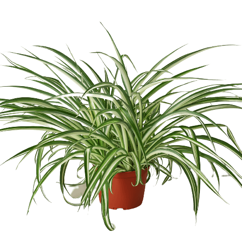 Spider Plant Reverse - 6