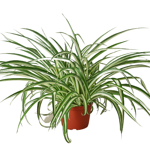 Spider Plant Reverse - 6" Pot - NURSERY POT ONLY