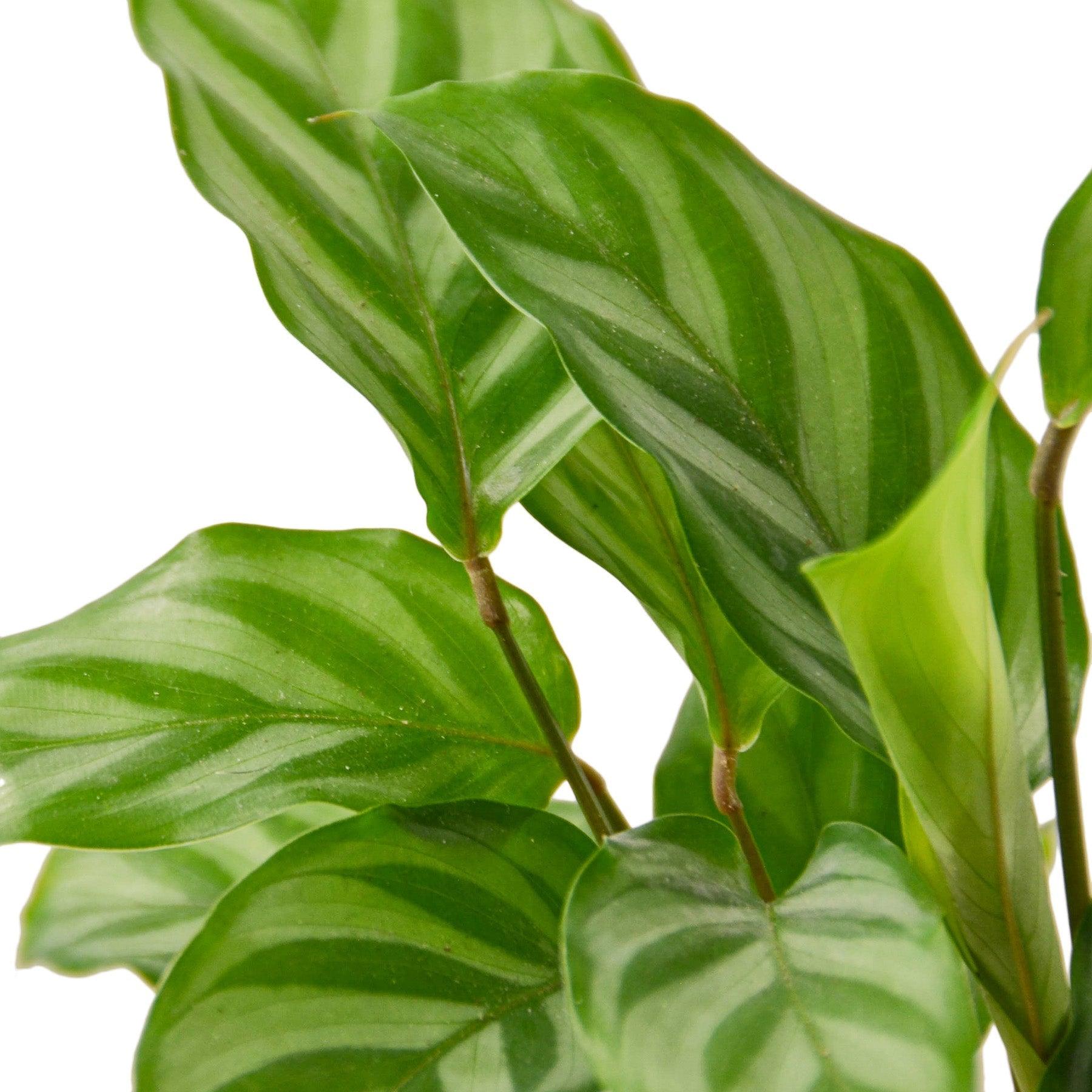 Calathea Concinna 'Freddie' - 6