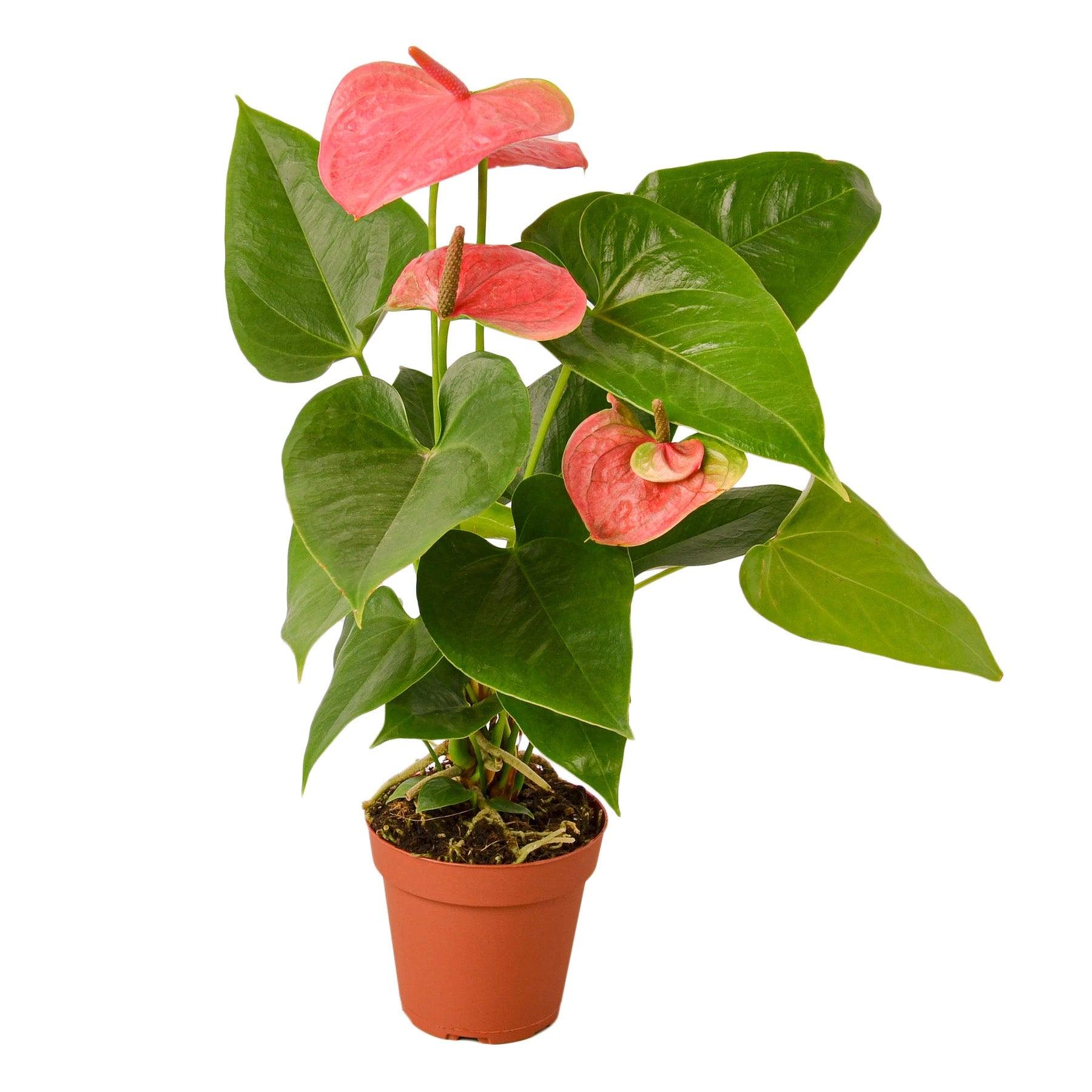 2 Anthurium Variety Pack - 4