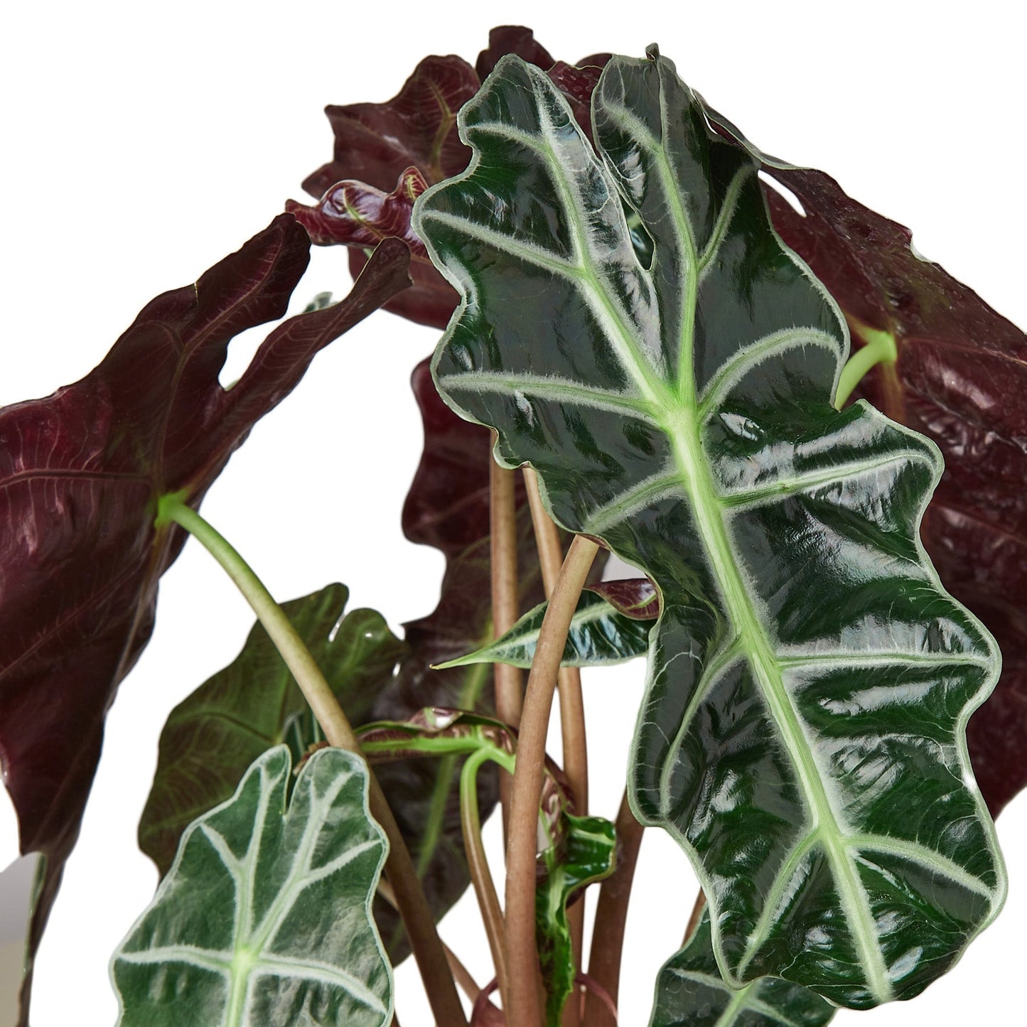 Alocasia Polly 'African Mask' - 6" Pot - NURSERY POT ONLY