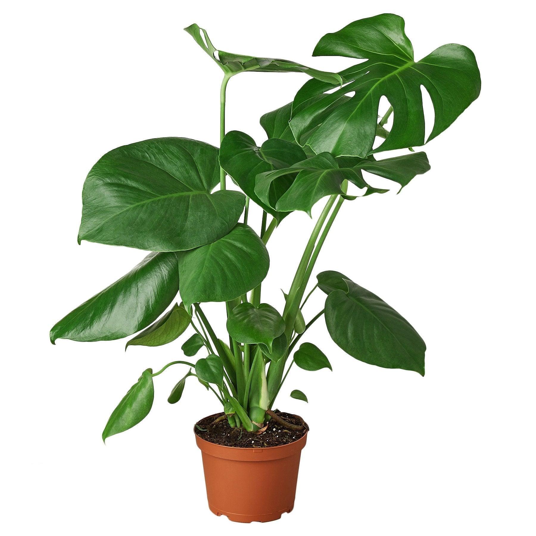 Philodendron Monstera Split-Leaf - 6