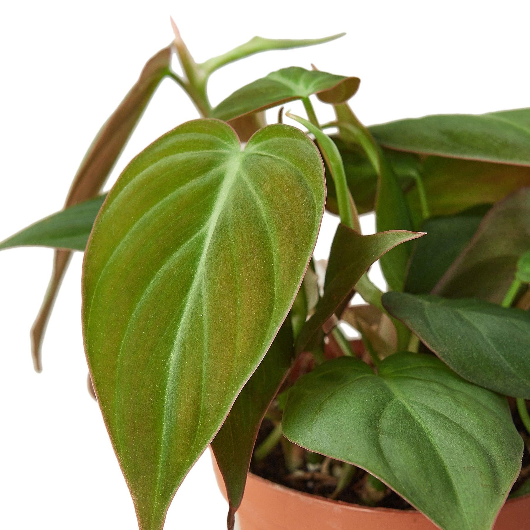 Philodendron 'Velvet' - 4