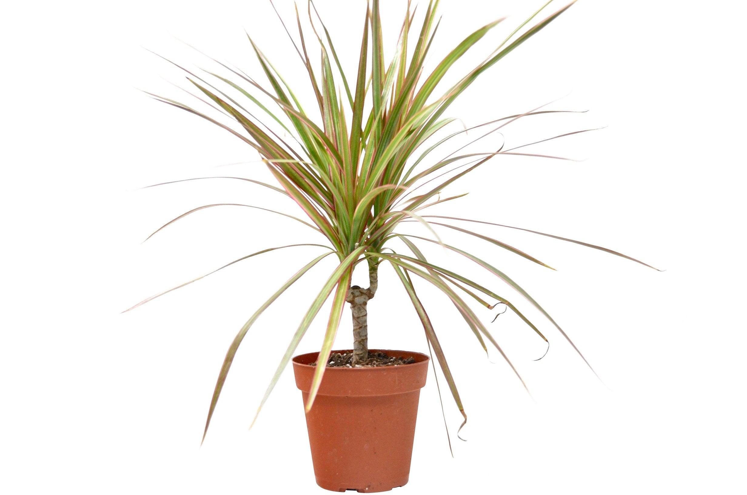 Dracaena 'Red Margined' - 4