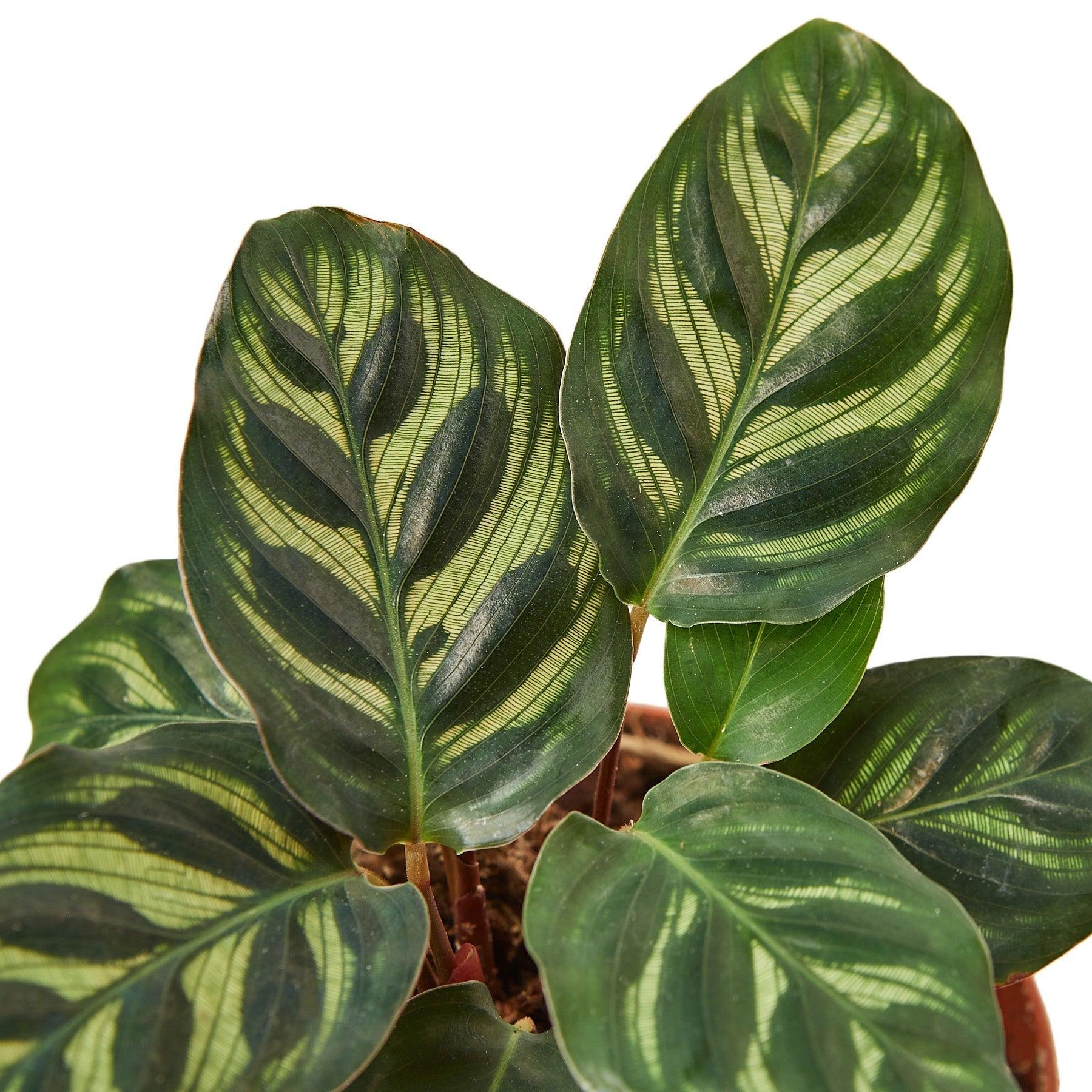 Calathea 'Makoyana' - 4