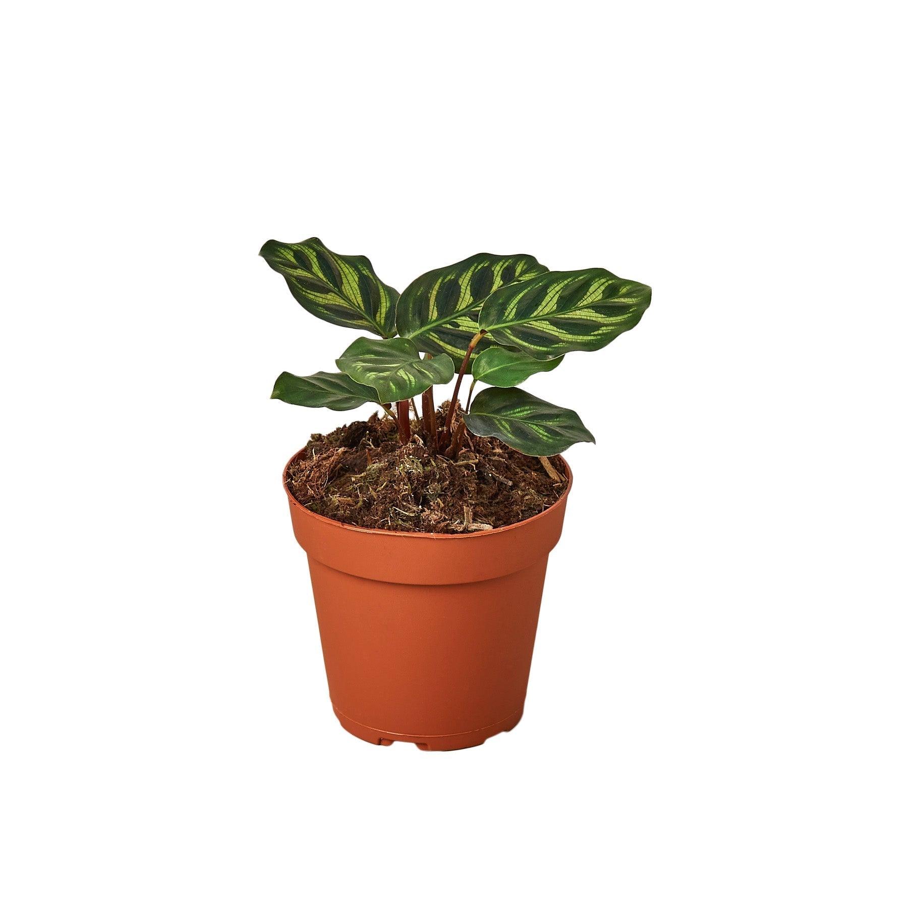 Calathea 'Makoyana' - 6